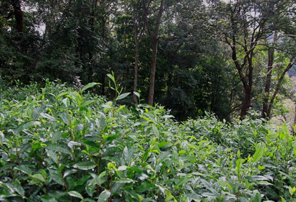 ชาดำ ชาดำออแกนิค ชาดำอัสสัม ชาดำร้อน